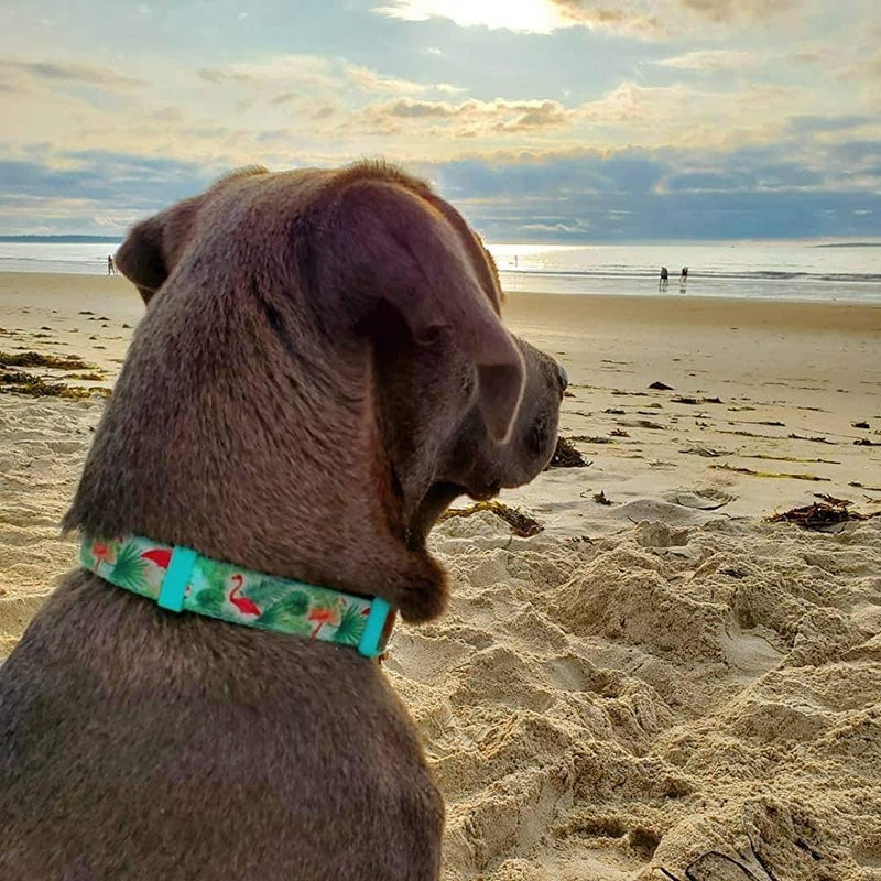 YUDOTE Adjustable Dog Collar, Durable Nylon Collars for Large Female Male Dogs & Puppies, Flamingo Print Cute and Soft - Image 3